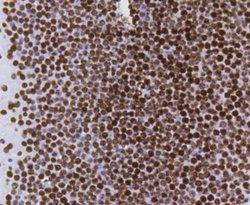 HistoneH4 Rabbit anti-Human, Clone: SR31-07, Novus Biologicals 100&mu;L:Antibodies,